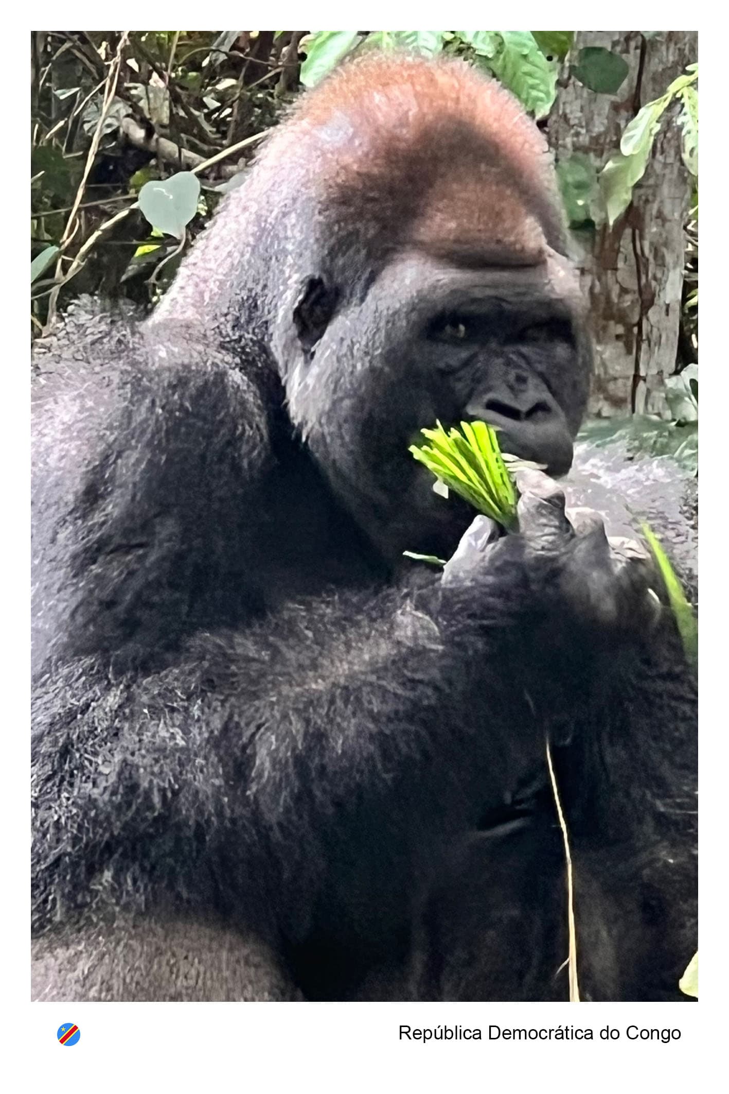 República Democrática do Congo